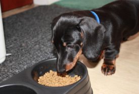 How to recognise food allergies in dogs