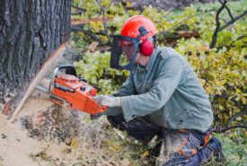 Tips to buy chainsaw for the first time