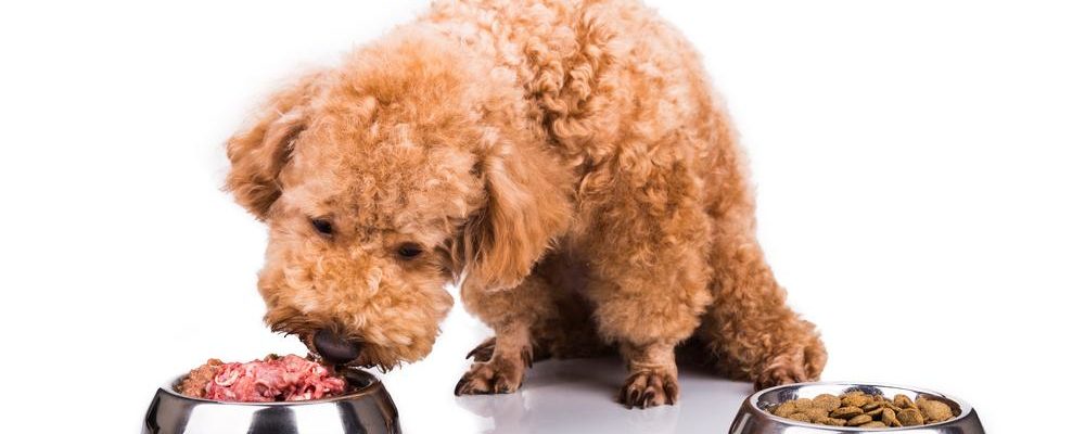 Can a dog have a sensitive stomach – Can choosing the right food help