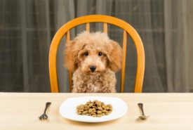 How to deal with sensitive stomach problems in dogs