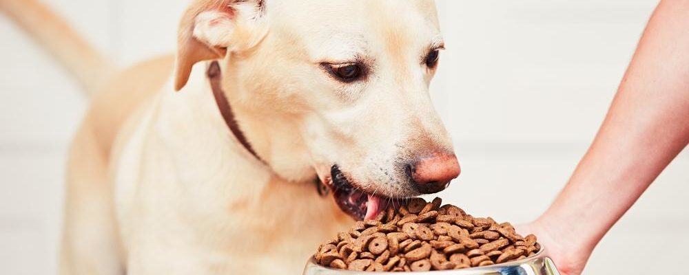 Top 10 best puppy food brands