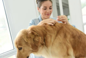 3 effective flea and tick treatments for your dog