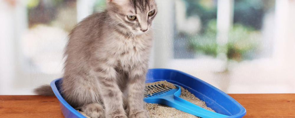 4 effective tips to choose the right cat litter box