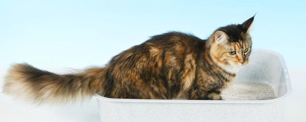 4 handy tips to clean your cat’s litter box
