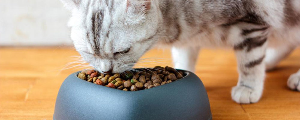 4 popular dry cat food brands for your beloved cat