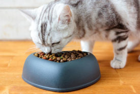 4 popular dry cat food brands for your beloved cat