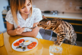 5 Popular Cat Foods to Choose From