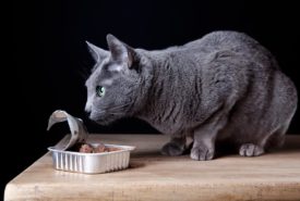 6 canned foods recommended for cats