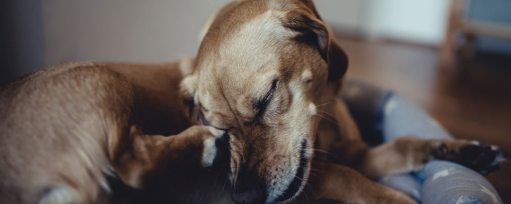 7 Effective Flea Treatments for Your Beloved Canine