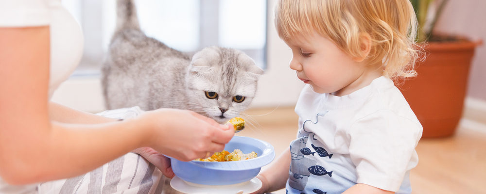 7 Popular Canned Food Choices For Cats