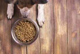 A Guide to Choosing the Best Dog Food