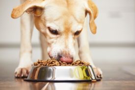 An overview of Hypoallergic dog foods and where to get them on sale