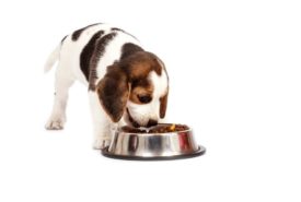 Best online websites to buy dog foods