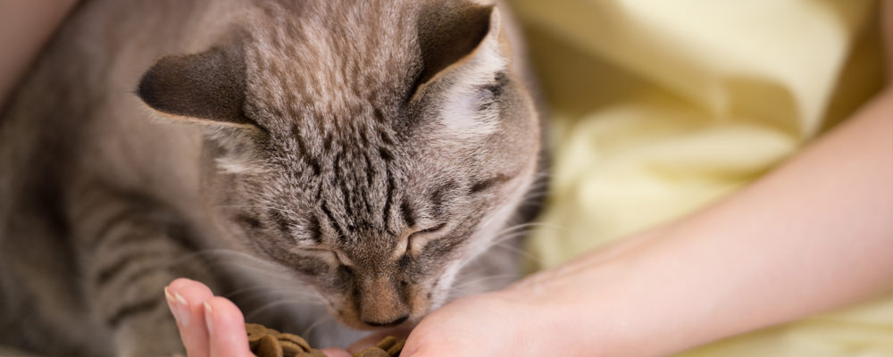 Dry Foods For Cats To Improve Their Health