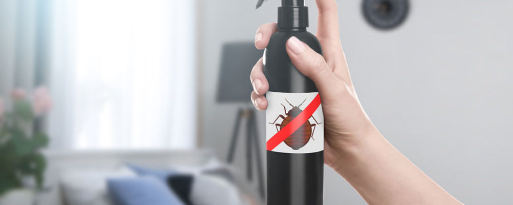Effective bed bug treatment options