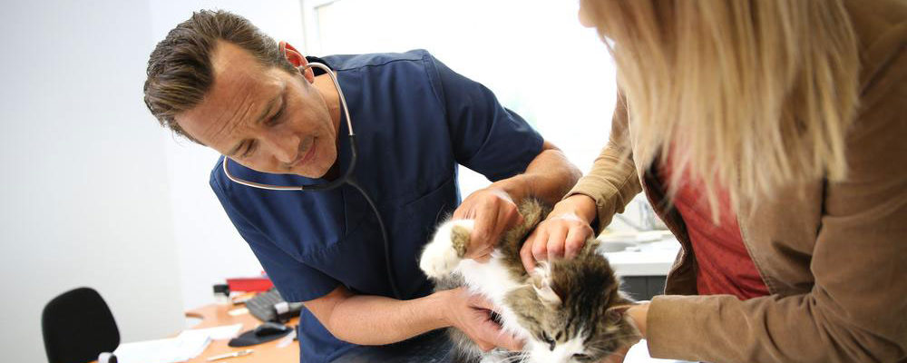 Four best flea treatments available for cats