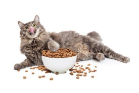 How to choose the right food for your cat