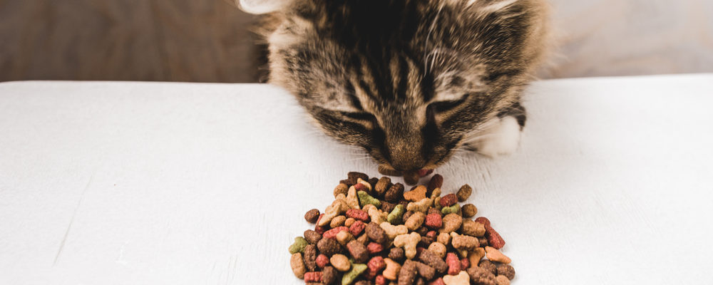 Improving Health Conditions Of Cats With Dry Foods
