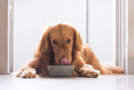 Picking the Best Dog Foods for a Sensitive Stomach