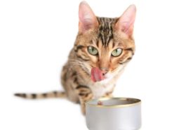 Six amazing benefits of feeding canned foods to cats