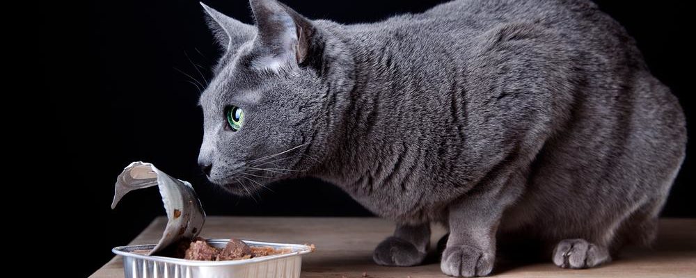 Top Canned Foods for Cats to Choose From