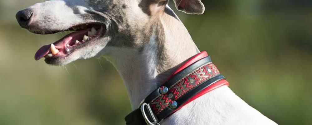 Are GPS Collars for Dogs Really Useful