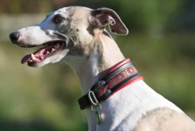 Are GPS Collars for Dogs Really Useful