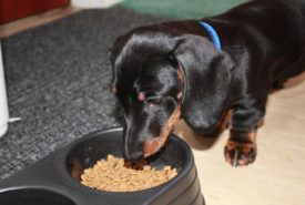 Best Puppy Food for Small Dog Breeds