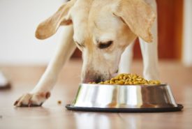 Dog Foods to Avoid and Eat If Your Pet Has a Sensitive Stomach