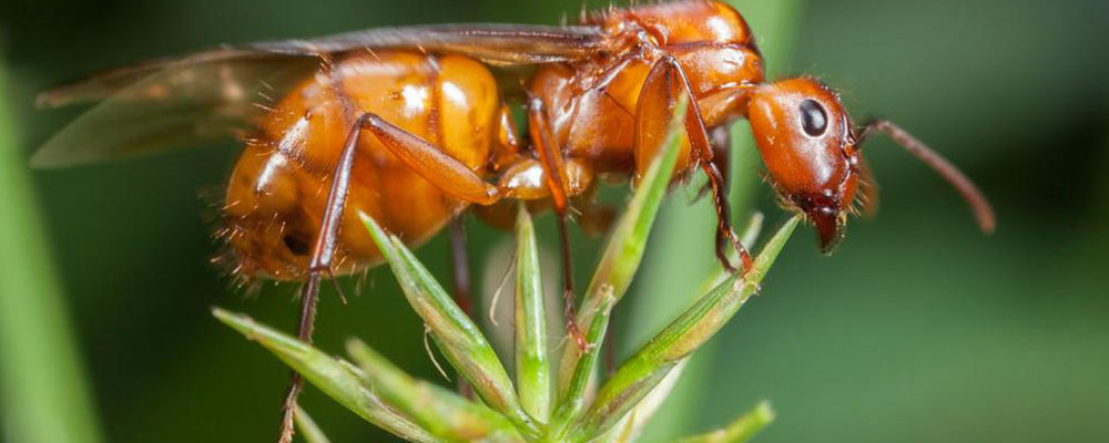 Effective treatments to get rid of fire ants