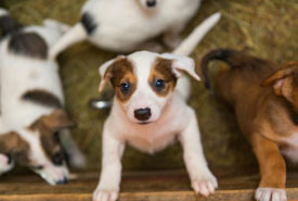 Factors to consider before adopting puppies