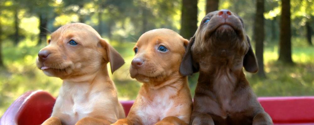 Find the pup of your dreams at small dogs sale