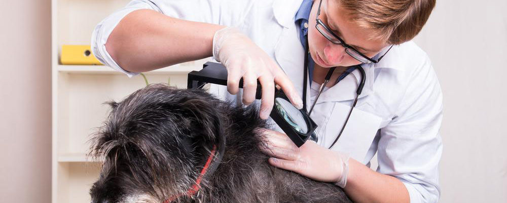 Four diseases dogs may spread to their owners