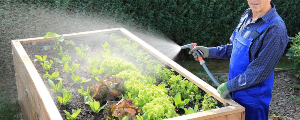 Four smart tips that every newbie gardener should know
