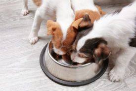 Guide to Choosing the Premium Dog Food