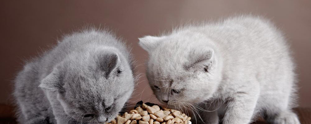 Homemade cat food samples you should be trying immediately