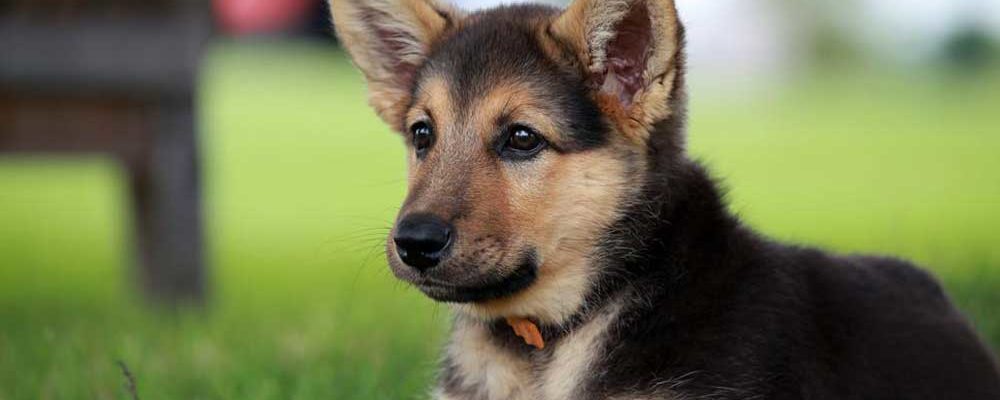 How Ready Are You for Your German Shepherd Pups