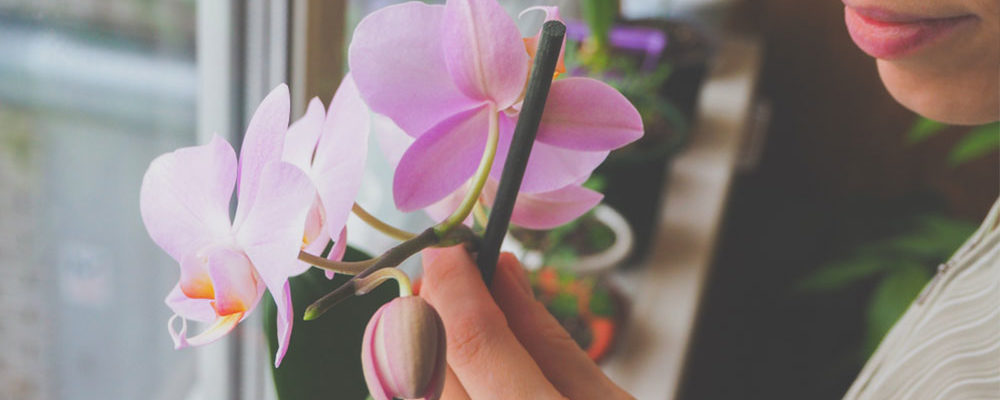 How to care for Orchids indoors