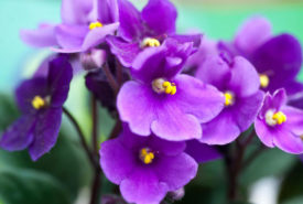 How to care for your African Violets