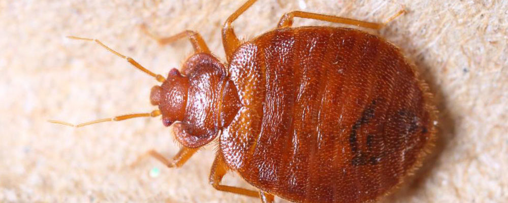 How to find bed bugs