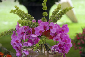 How to get your Moth orchids to rebloom