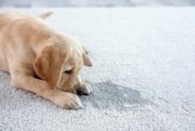 Pet Stain Removal Techniques You Can Try at Home