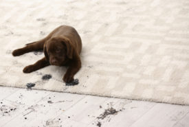 Tested Pet Stain Removal Solutions