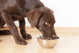 Things To Keep In Mind Before Buying Dog Food