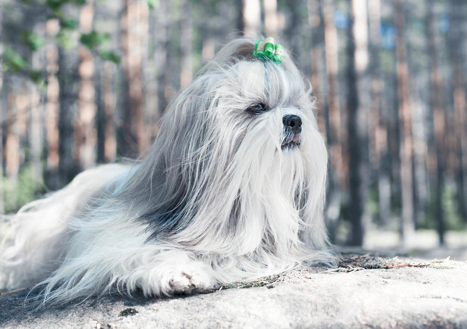 Things you must look for when buying a Shih Tzu puppy