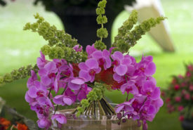 Tips to grow orchids indoors in water without soil