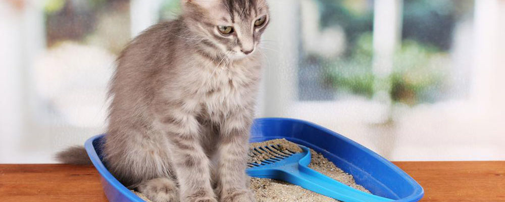 Top 10 best self-cleaning litter boxes for your cat