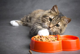 Top Foods for Cats with Sensitive Skin