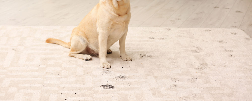 Top Pet Stain Removers That You Can Buy