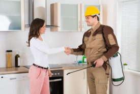 Pest control services for home and office